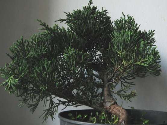 drzewko wyglÂąda na stosunkowo gĂŞste i zwarte w por&amp;#1113843;wnaniu z bardziej klasycznymi jaÂłowcami.