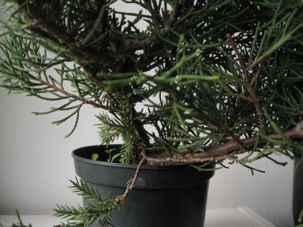 maÂła iloÂśc pĂŞdow ( ok.5%)  ma igÂły zamiast Âłusek