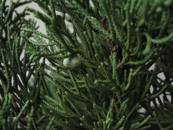 gdzieniegdzie sÂą zielone pokryte szarym nalotem szyszkojagody