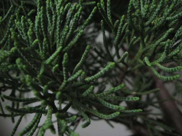 pĂŞdy zielone sÂą nieco grubsze niÂż u innych jaÂłowcow wyposaÂżonych w Âłuski , nie duÂżo ale jednak.