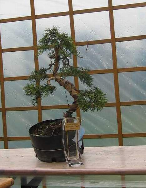 jaÂłowiec ÂŁukasza