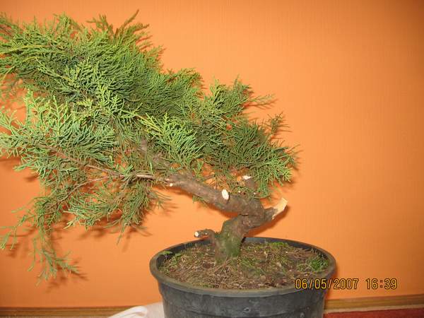 przed - mĂłj jaÂłowiec