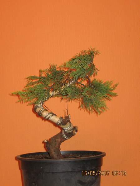 krzak w nocy po pikniku - juz zgiety