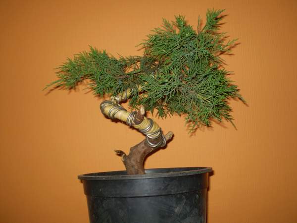 mĂłj krzak na dzien dzisiejszy