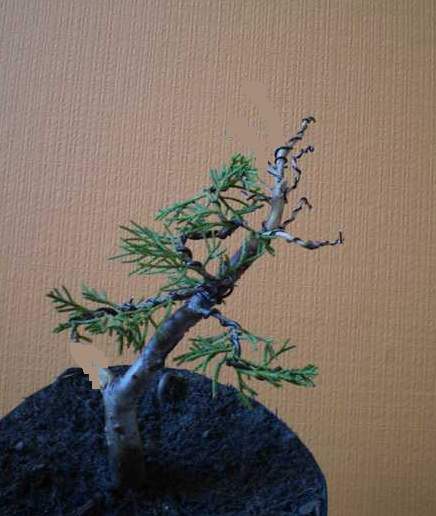 virt z propozycjÂą - ale obstaje przy froncie tym wyÂżej (fotka 3)