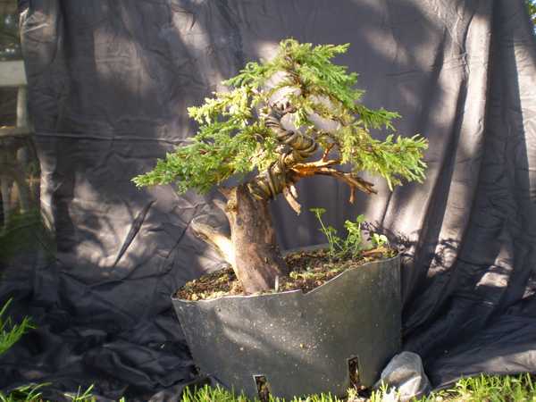 relacja pod linkiem http://bonsai.kamcio.com/viewtopic.php?t=4064