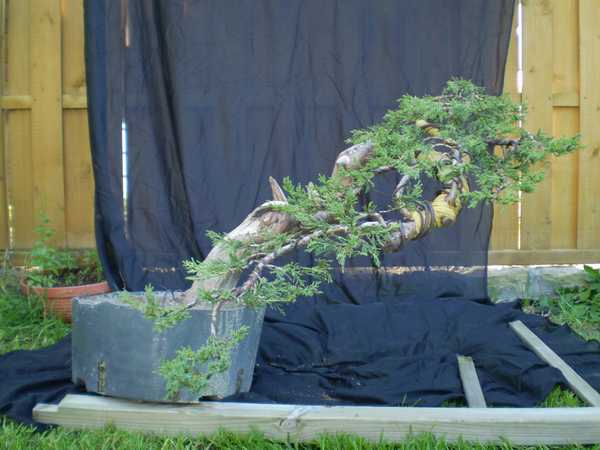 relacja pod linkiem http://bonsai.kamcio.com/viewtopic.php?t=4126