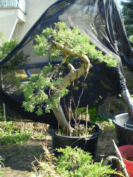 Pokaz z formowania http://www.yamadori.pl/forum/viewtopic.php?t=65 - drzewko niestety nie przesĂłwane przezemnie bo za ciĂŞzkie i nie stoi pod kÂątem jak na focie z koĂąca formowania - mĂłj bÂłÂąd