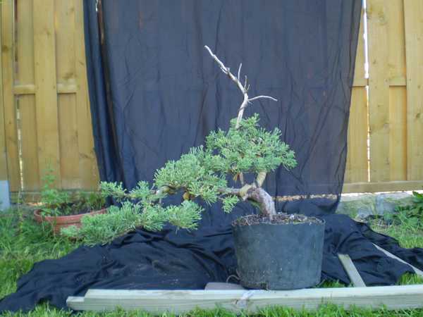 Pokaz formowania pod linkiem http://www.bonsai.pl/forum/viewtopic.php?t=4141