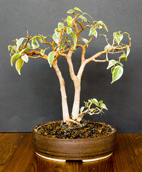 Po poprawie nebari, przesadzeniu i mocnym ciĂŞciu