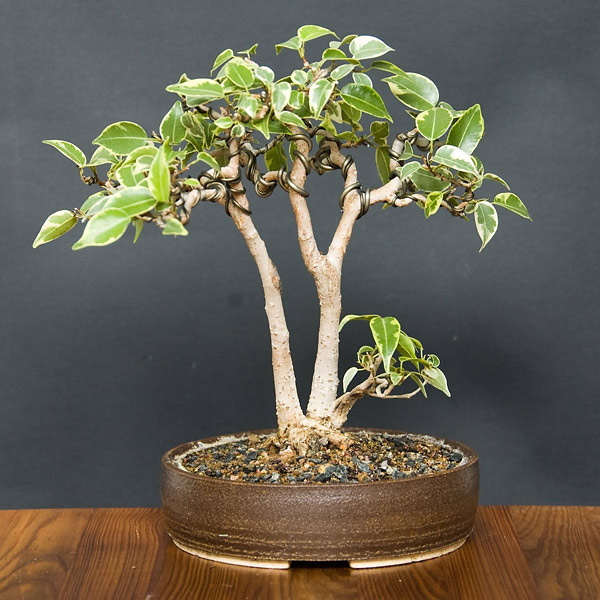 Po zadrutowaniu i skrĂłceniu kilku pĂŞdĂłw