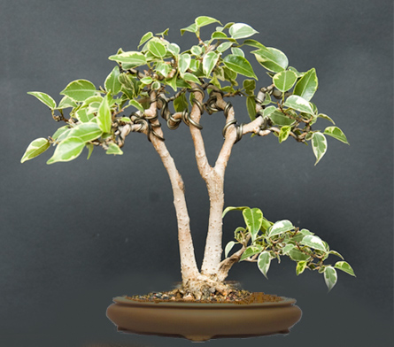 Wirtual z wymarzonÂą doniczkÂą i z rozbudowanym maÂłym fikusem