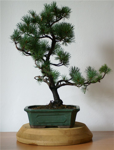 w takim stanie dostaÂłem drzewko