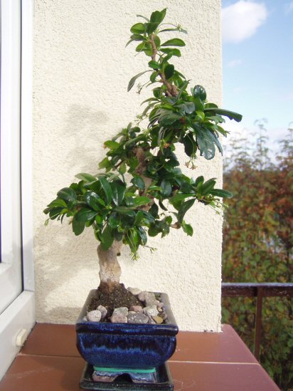 Najnowsze zdjecia drzewka