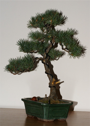 a toto teraz po wygiĂŞciu gaÂłĂŞzi do tyÂłu :P