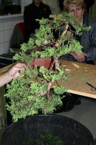 11 - drzewko uloÂżone wstĂŞpnie przez MArka Gajde.JPG