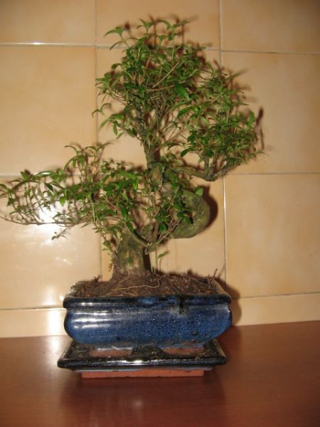 bonsai.jpg