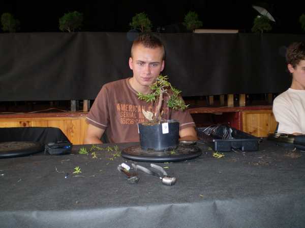 ja i moje drzewko. mogÂłem jeszcze pieĂą wygiÂąĂŚ ale byÂło ciezko - pieniek krĂłtki bo tylko na dole zarosniety i mimo ze przed formowaniem najwiekszy to obciete 2/3. drzewko posadzone w torfie wiec caÂłoÂśc ruchoma i nie do zgiĂŞcia. jestem zadowolony z drzewka